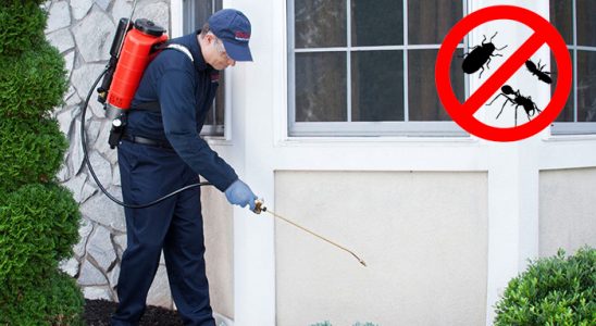 Gölköy Uçan Haşere İlaçlama böcek ilaçlama ve haşere kontrolü — ilaclama-tr.com
